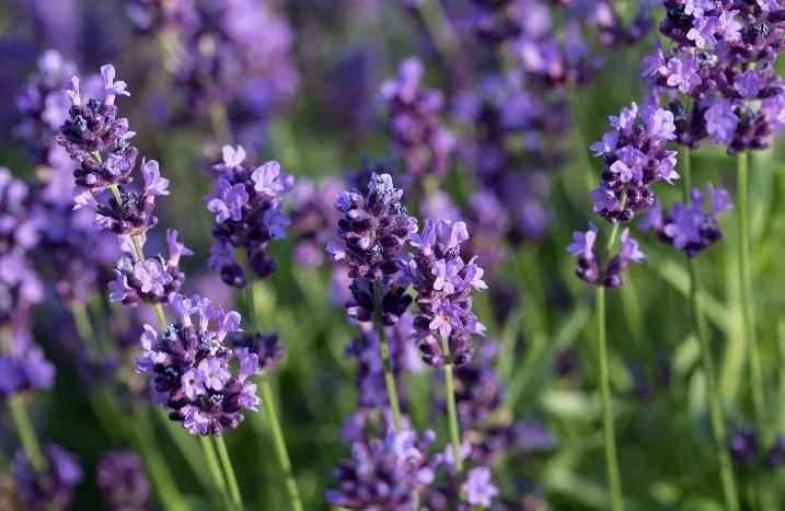 Lila Lavendelblüten